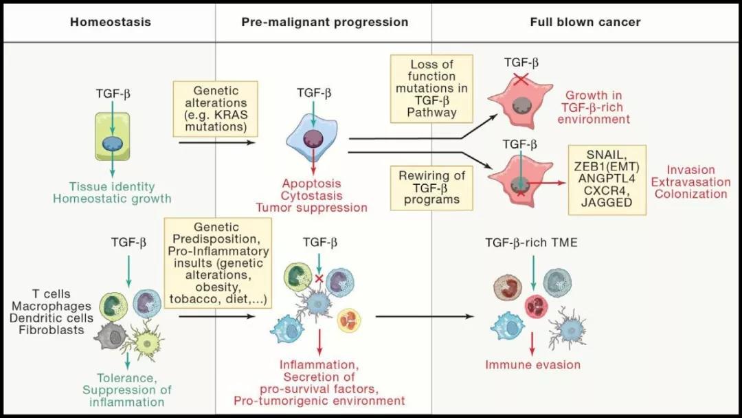 tgf-β信号通路在抑癌和促癌中的功能tgf-β信号通路的研究对肿瘤