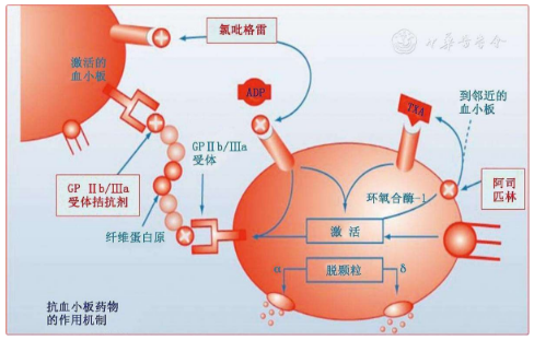 阿司匹林对血小板作用示意图